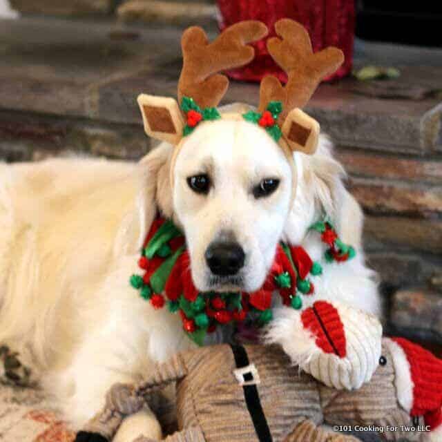 Lilly dog dressed for the holiday 2015.